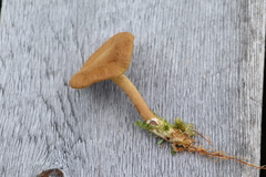 Cortinarius huronensis