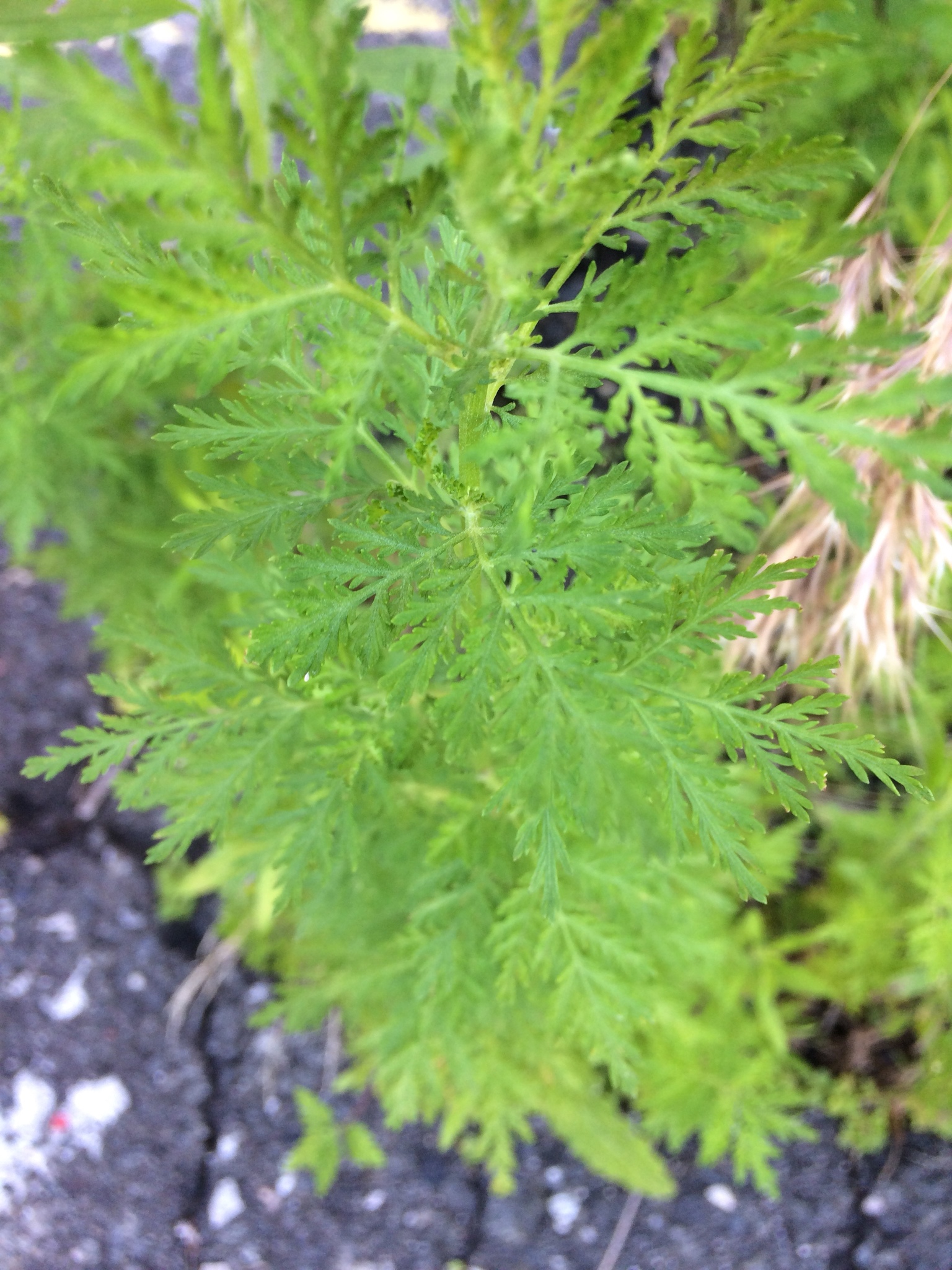 Artemisia annua L., Sweet sagewort (World flora) - Pl@ntNet identify