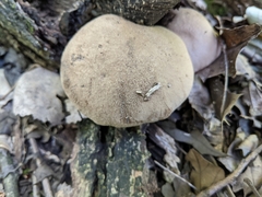 Xerocomellus mendocinensis