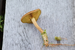 Cortinarius huronensis