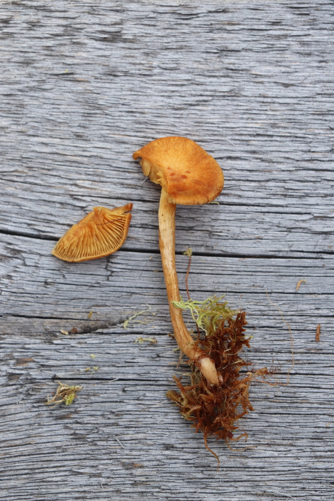 Gymnopilus turficola