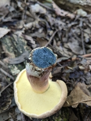 Xerocomellus mendocinensis