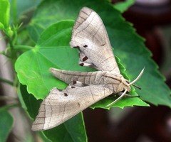Marumba juvencus