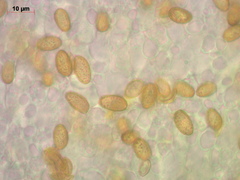 Cortinarius huronensis