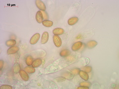 Cortinarius huronensis