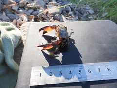 Panopeus africanus