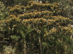 Ocotea caesariata