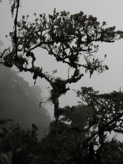 Ocotea caesariata