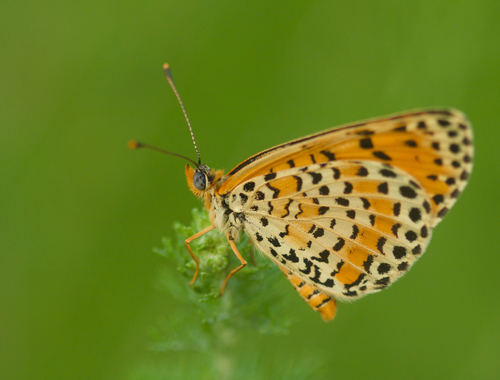 Melitaea didymoides