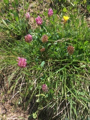 Trifolium parryi