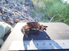Panopeus africanus