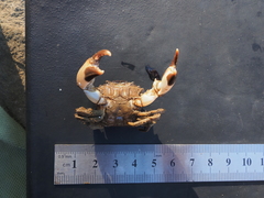 Panopeus africanus