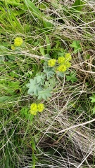 Alchemilla caucasica