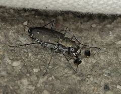 Cicindela punctulata punctulata