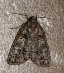 Acronicta tristis