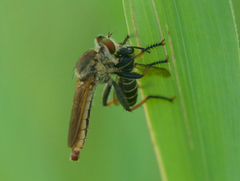Cophinopoda