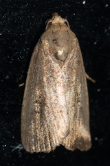 Elaphria nucicolora