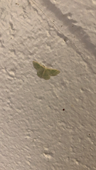 Chlorochlamys triangularis