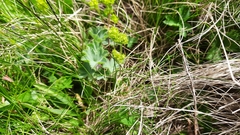 Alchemilla caucasica