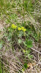 Alchemilla caucasica