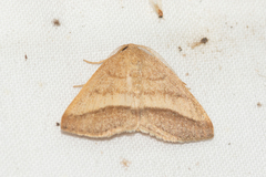 Macaria varadaria