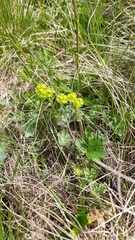Alchemilla caucasica