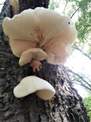 Fungi