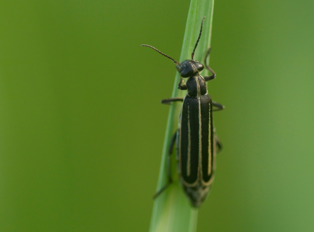 Epicauta Megalocephala From Shunyi District Beijing China On July 28 epicauta-megalocephala-from-shunyi-district-beijing-china-on-july-28
