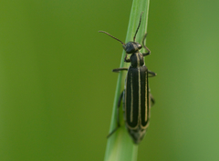 Epicauta megalocephala