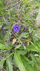 Gentiana dshimilensis
