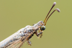 Creoleon lugdunensis