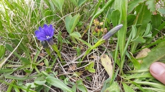 Gentiana dshimilensis