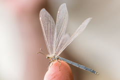 Creoleon lugdunensis