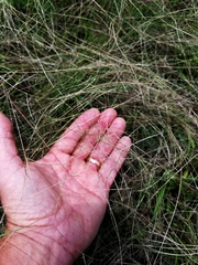 Schedonnardus paniculatus