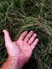 Schedonnardus paniculatus