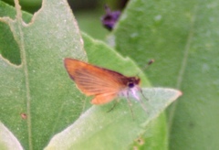 Ancyloxypha numitor