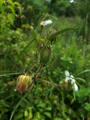Hibiscus dasycalyx