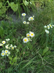 Erigeron annuus