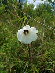 Hibiscus dasycalyx