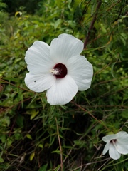 Hibiscus dasycalyx