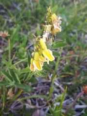 Astragalus umbellatus