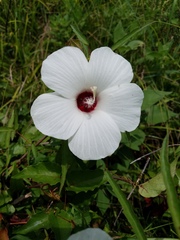 Hibiscus dasycalyx
