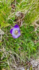 Campanula tridentata
