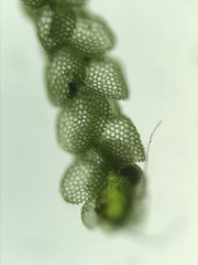Lejeunea cavifolia