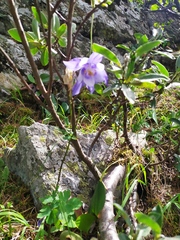 Aquilegia jucunda