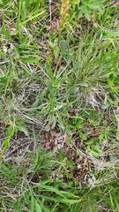 Campanula tridentata