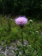 Cirsium engelmannii