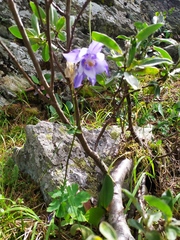Aquilegia jucunda