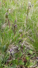 Campanula tridentata