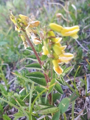 Astragalus umbellatus